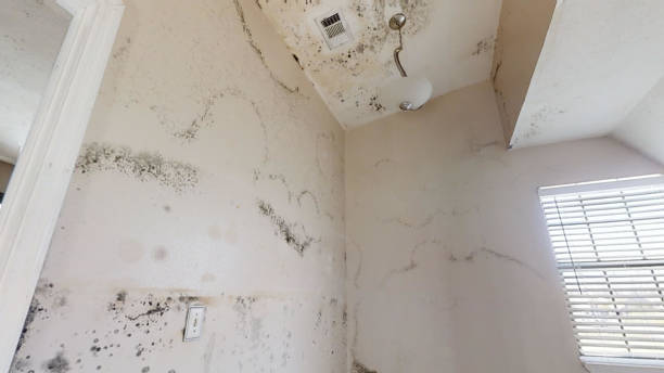 Best Biohazard Mold Removal  in Walnut, CA