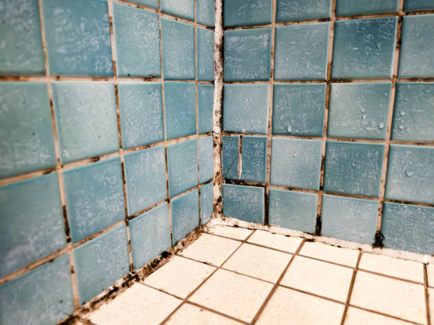 Mold Odor Removal Services in Walnut, CA