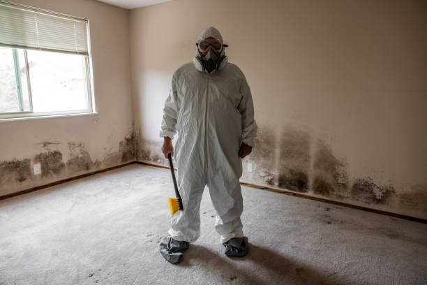 Best Basement Mold Removal  in Walnut, CA