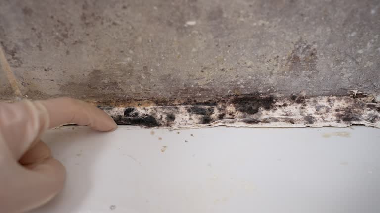 Best Crawl Space Mold Remediation  in Walnut, CA