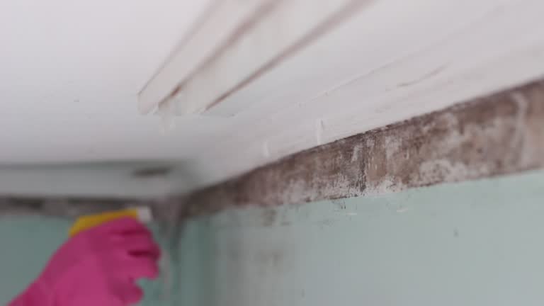 Best Mold-Related Health Consultation  in Walnut, CA